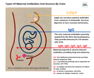 Breastfeeding Benefits Your Baby's Immune System 