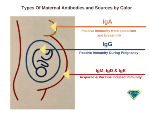 antibodies in breastmilk